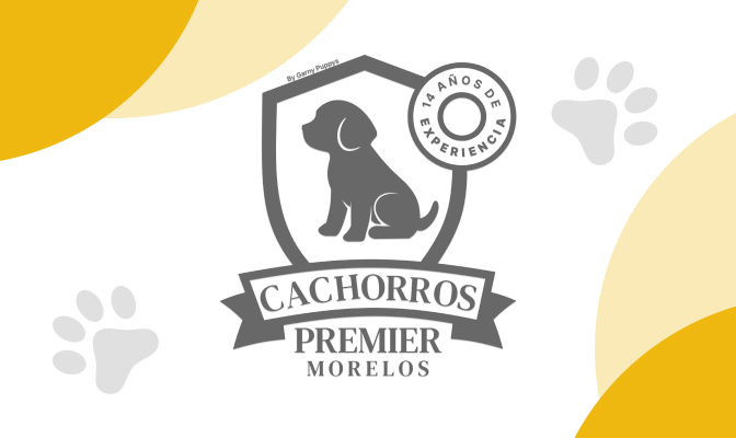 Cachorros Premier Morelos